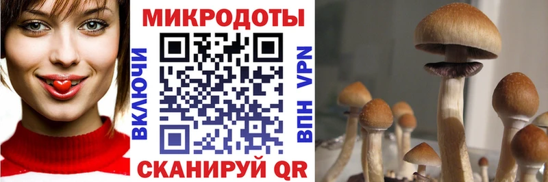 hydra tor  купить наркоту  Кушва  Псилоцибиновые грибы мицелий 